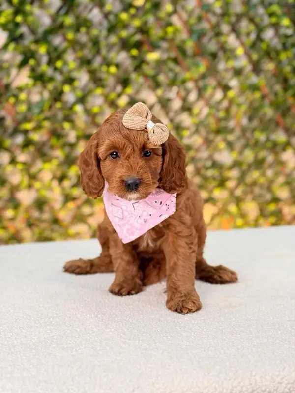 Mini Cockapoo Puppies Ready for New Homes in Dogs & Puppies for Rehoming in Oakville / Halton Region - Image 8