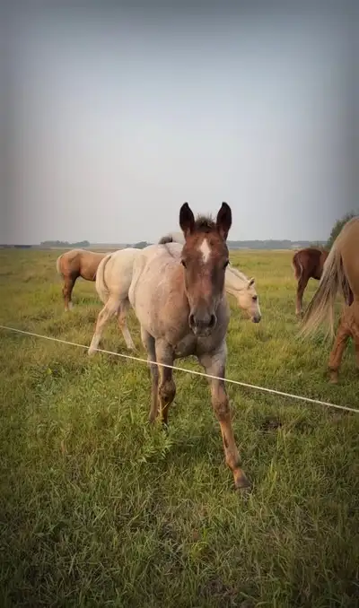 AQHA YEARLINGS, View more