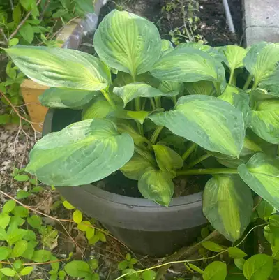 This is a vibrant Hosta plant in a pot, ready to add some greenery to your garden or patio! This har...