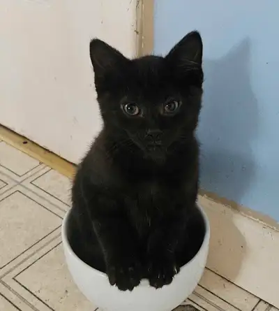 Kittens for re-homing, View more