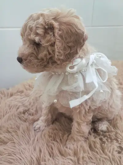 Adorable Cockapoo Puppies, View more