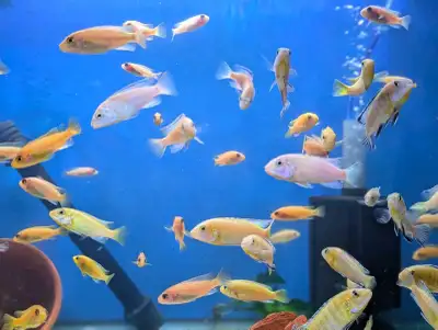 Assorted Mbuna African Cichlids - Tropical Fish, View more