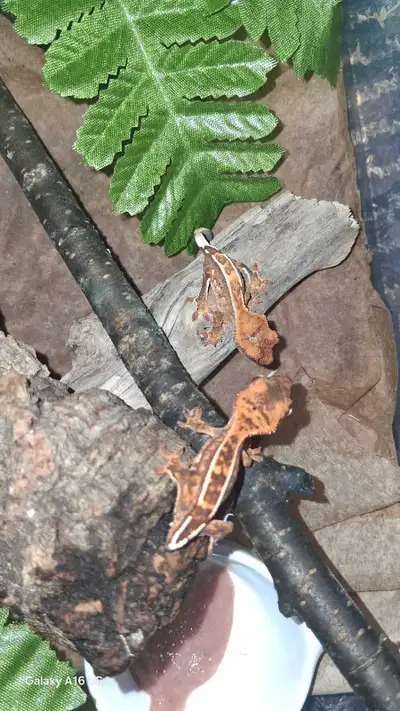 2 Baby Crested Geckos , View more
