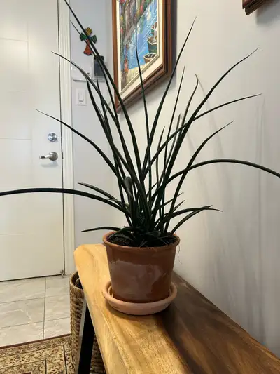 Snake Plant, View more