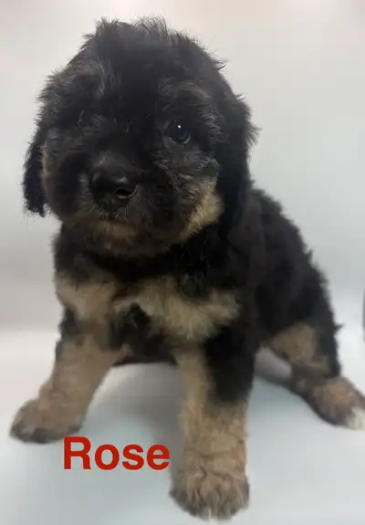 Aussie Bernedoodles, View more