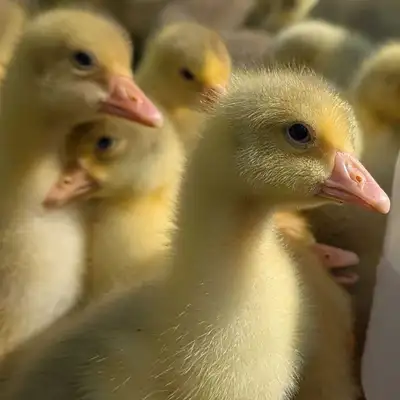 Sexed Embden Goslings, View more