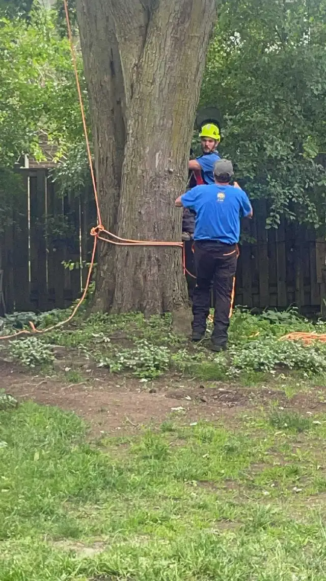 AshTree Service65596944339586126