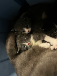 Kittens ready may 31st!