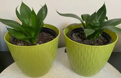 Plants fuchsia or red Christmas Cactus Hoya snake rubber plants, View more