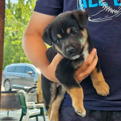 7 week old ,Cute female Jack Russel mixed puppy.Will grow to small/medium sized. Mom is 20 lbs,dad i...
