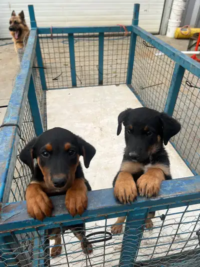 Puppies, View more