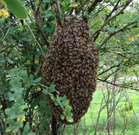Honey bee swarm removal