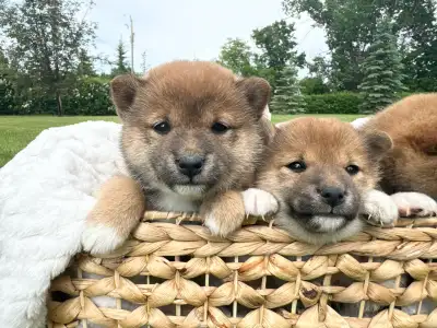 These cute 4 week old puppies are looking for their new furever home soon. They are purebred Shiba I...