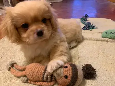 Peter is a funny little character. He's careful at first but when he feels safe, he loves to play. H...