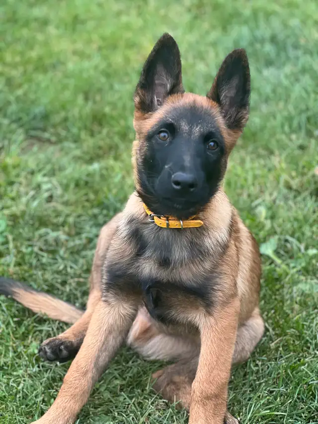 CKC Registered Belgian Malinois in Dogs & Puppies for Rehoming in Kitchener / Waterloo - Image 4
