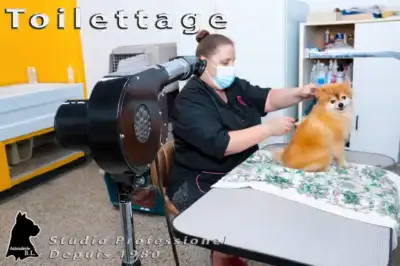 ▶ Services de toilettage Complet offerts pour Chats et Chiens ◀ ~ CHIENS ~ Le toilettage complet inc...