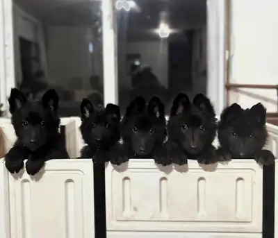 Belgian groenendael puppies, View more