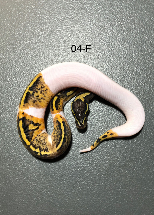 OBO-04-F- Orange Dream  Yellow Belly/ Gravel Pied het, MJ Ax. in Reptiles & Amphibians for Rehoming in Kelowna - Image 2