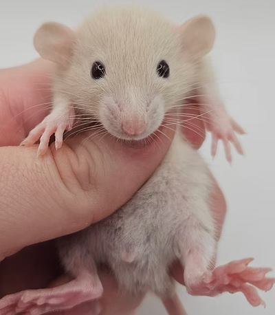 Rat Pups Available, View more