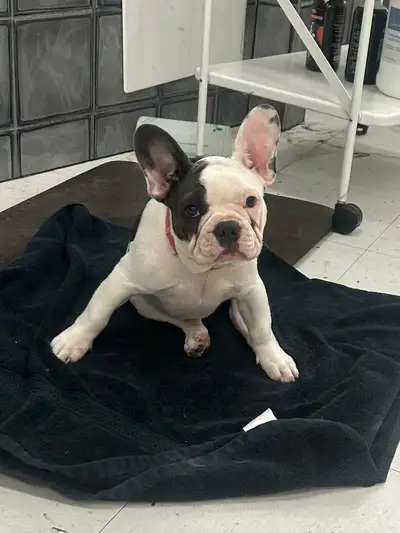Blue Pied French Bulldog Girl, View more