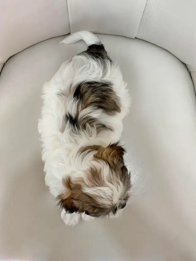 Malshi Puppies (Shih Tzu/Maltese) in Dogs & Puppies for Rehoming in City of Toronto - Image 9