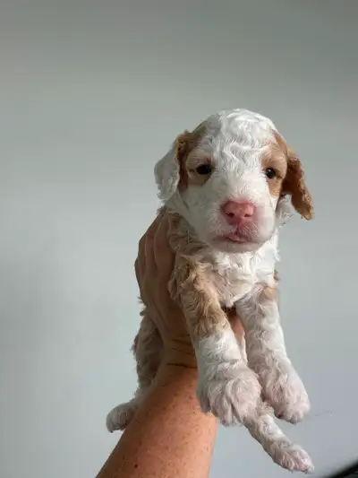 Chiot Caniche Miniature || Miniature Poodle Puppy, View more