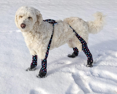 Grandeur petit/moyen pour des races comme: Border Collie, Mini Schnauzer, Mini Goldendoodle, Mini La...