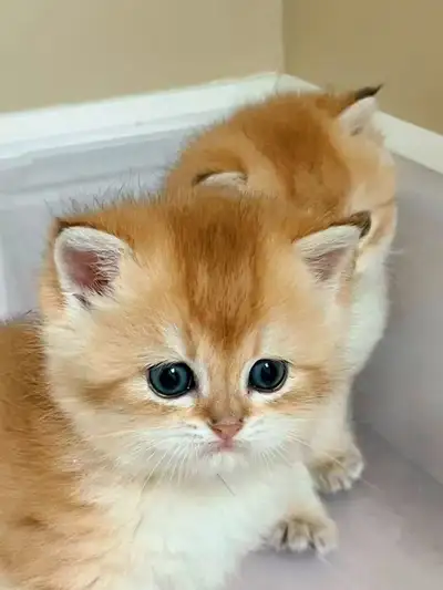 Purebred Golden Shaded British Shorthair, View more