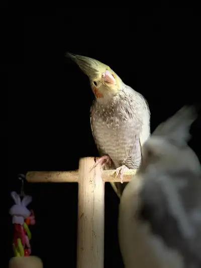 Bébé cockatiel mâle, panaché porteur face blanche, View more