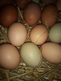 Fertilized Chicken Eggs