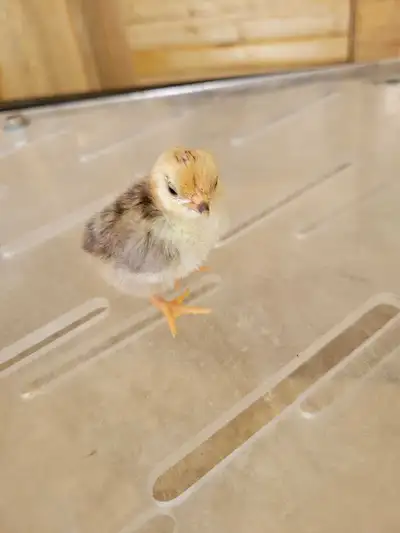 serama pullets, View more