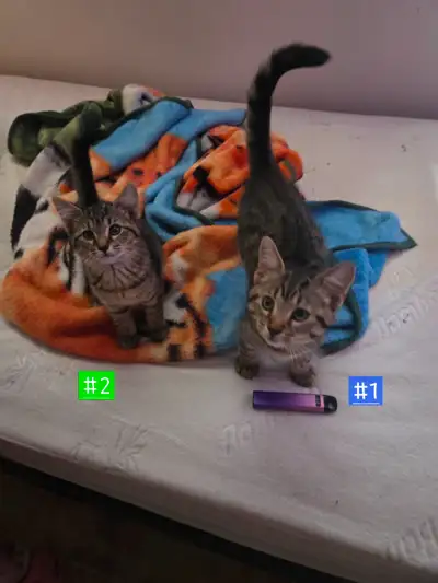 Deux Chaton mâle a donner, View more