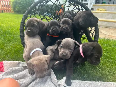 Cane corso/Great Dane puppies ready in 4 weeks with first shots., View more