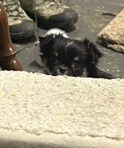 CKC Chihuahuas, View more