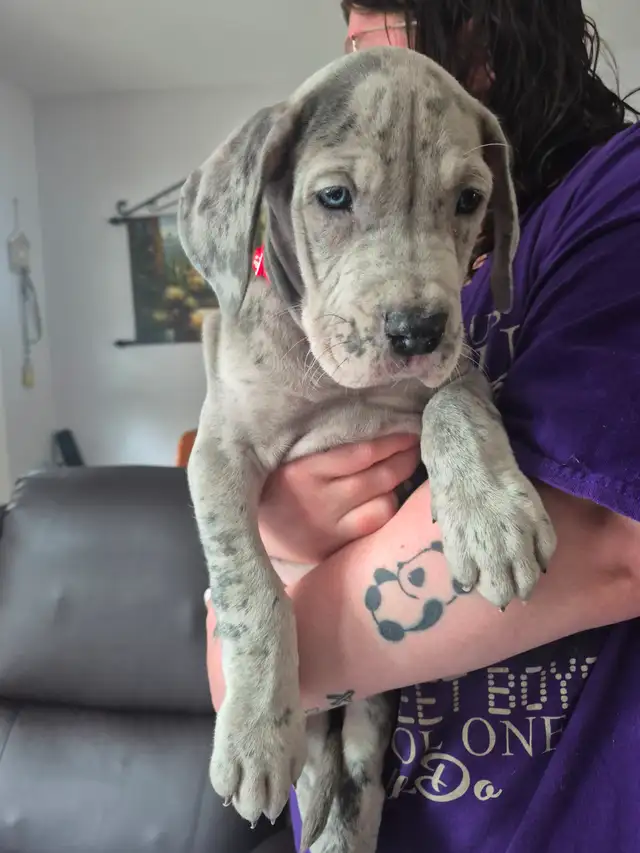 Great Dane Puppies in Dogs & Puppies for Rehoming in Sudbury - Image 11