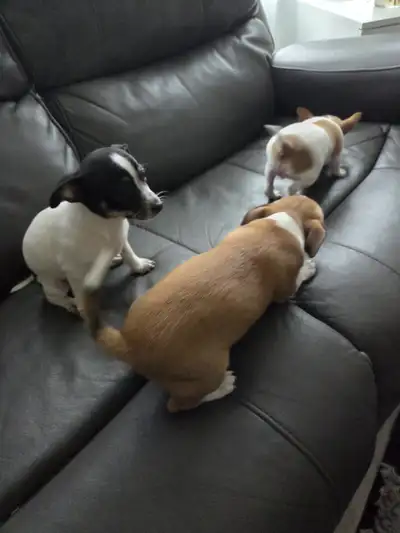 Playful and adorable Purebred Chihuahua Puppies *Only boy #1 lef, View more