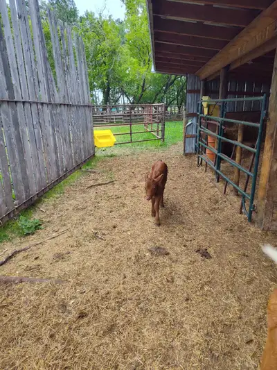 Heifer calf. Born June 13. Has had colostrum. Not a twin. Loves the bottle. Mom is a pretty big cow,...