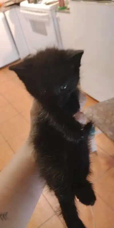 chaton a vendre, View more