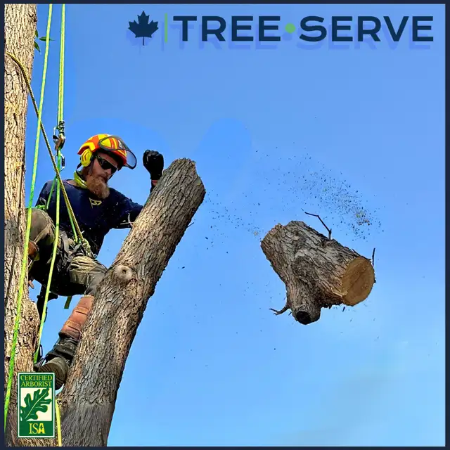 Tree-Serve | Professional Tree Services 