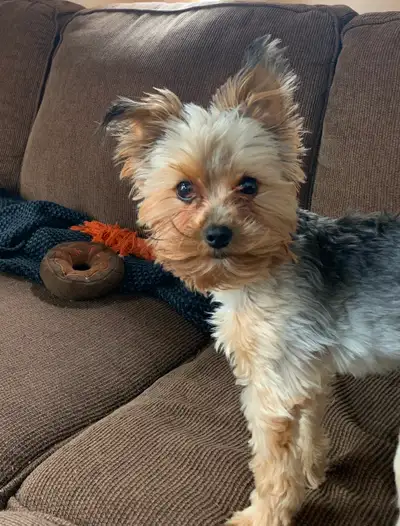 3.5 Year Old Yorkshire Terrier, View more