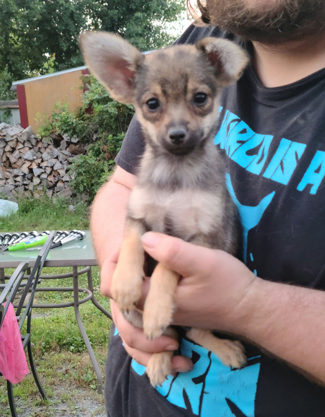 Tiny PomChi Puppies - Ready To Go in Dogs & Puppies for Rehoming in Ottawa