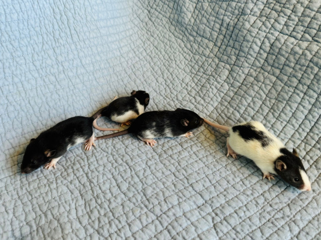 Flashy Baby GIRL Rats in Small Animals for Rehoming in Peterborough - Image 2