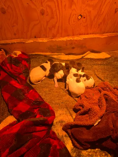German Shorthair Pointer puppies, View more