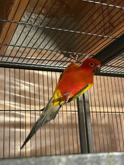 Currently handfeeding these beautiful sun conures babies . Being handfed and getting desensitized- t...