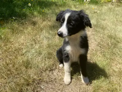 female Border collie x Aussie shepherd, View more