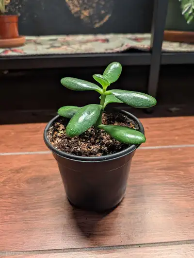 Free Jade plant, View more