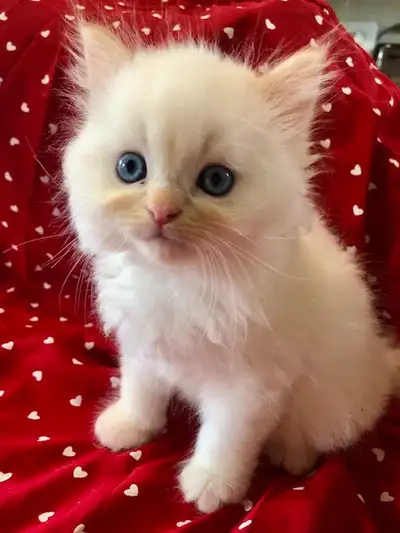 We have 2 Stunning Pure Himalayan Male FLAME POINT kittens available April 17th just in time for EAS...