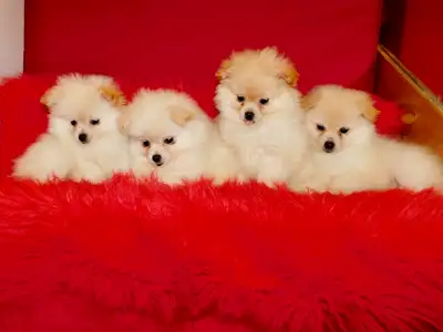 We have beautiful Loulou(small) Pomeranian available. (2)female only (small) Pomeranian—-$1200 Their...