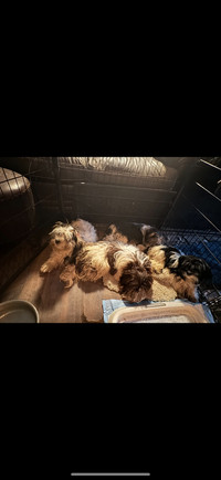 Biewer terriers baby girls!!!