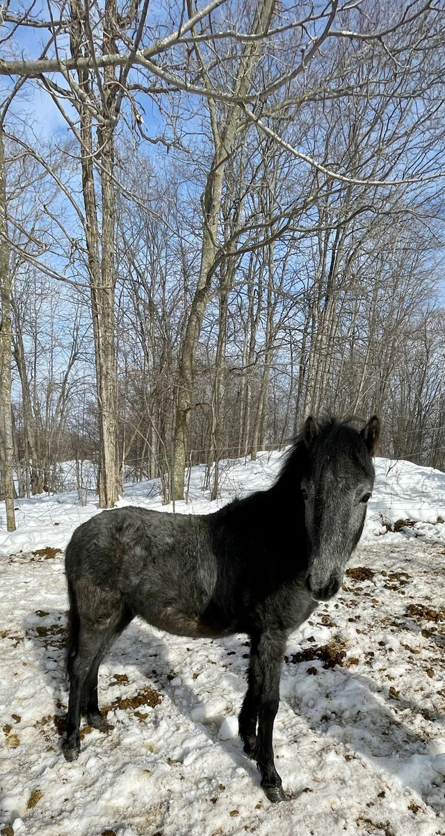 Newfoundland Pony Stallion  in Other in Kingston - Image 2